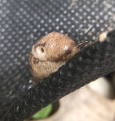 Deroceras reticulatum