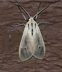 Agaraea semivitrea