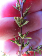 Eriophyes adenostomae