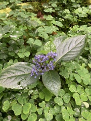 Hydrangea febrifuga