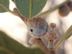 Disholcaspis canescens
