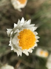 Leucochrysum albicans
