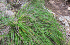Chionochloa bromoides