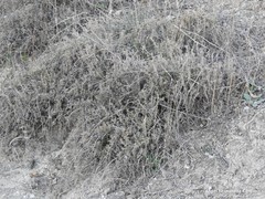 Thymus zygis gracilis