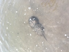 Limulus polyphemus