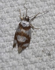 Eulechria thermochroa