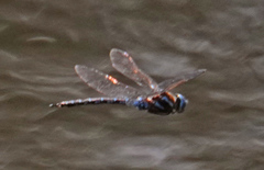 Rhionaeschna dugesi