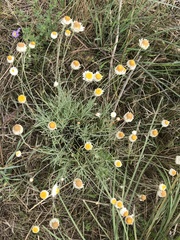 Leucochrysum albicans