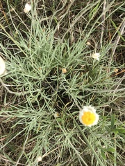 Leucochrysum albicans