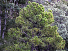Pinus arizonica