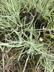 Leucochrysum albicans