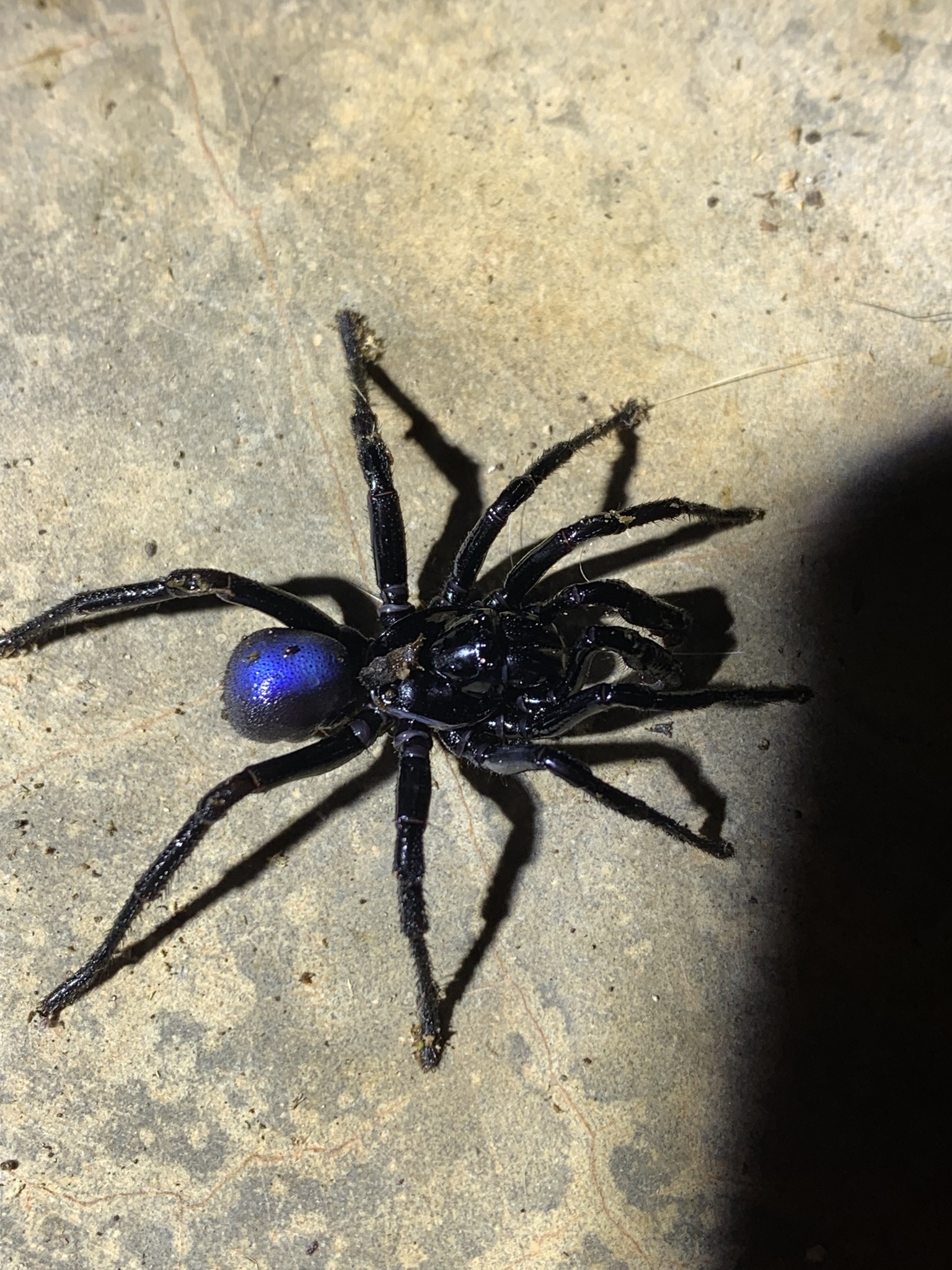 Actinopus candango Miglio, Pérez-Miles & Bonaldo, 2020