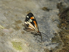 Drymoea