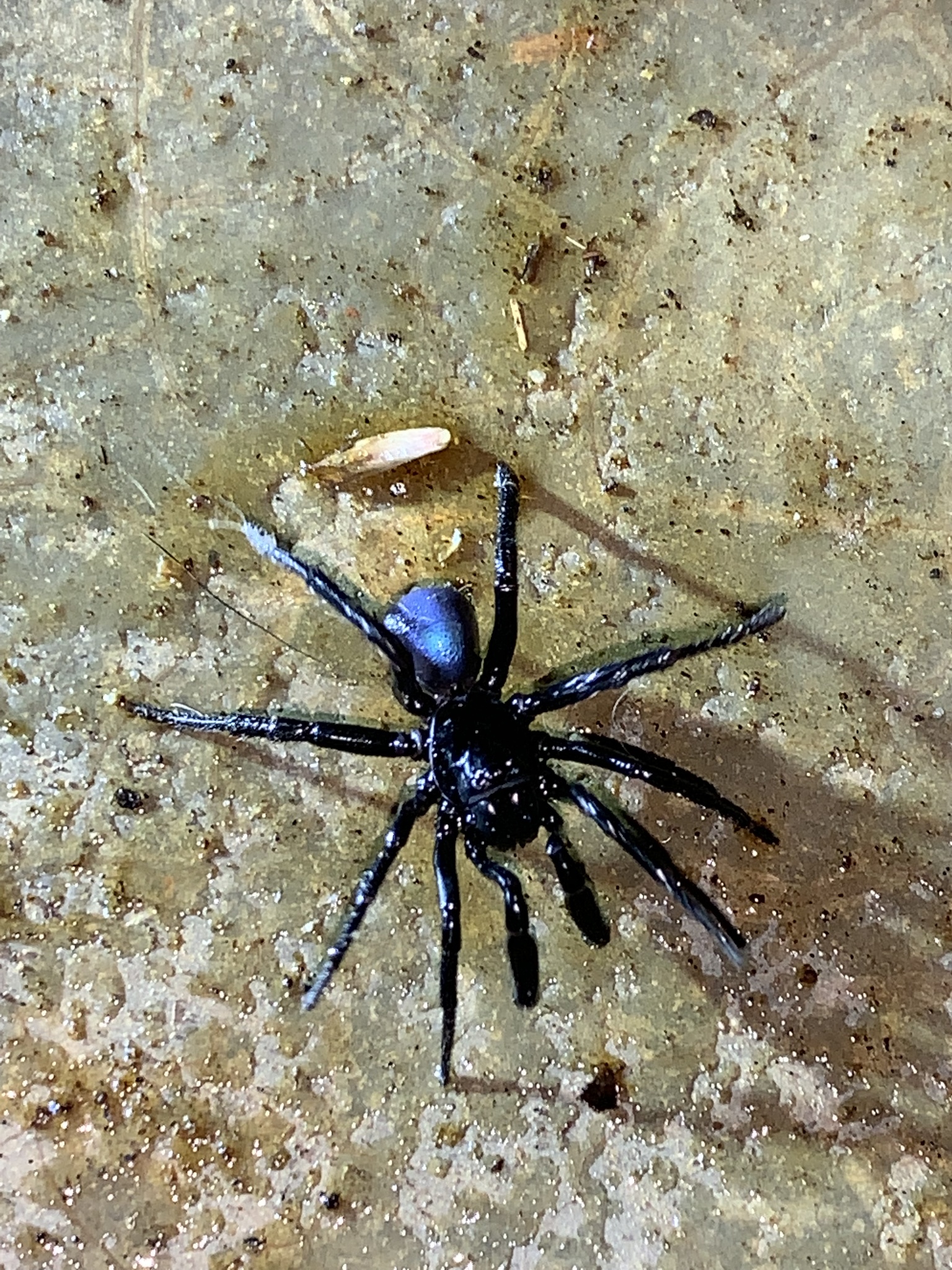 Actinopus candango Miglio, Pérez-Miles & Bonaldo, 2020