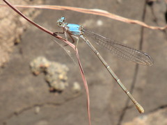 Argia