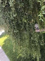 Salix