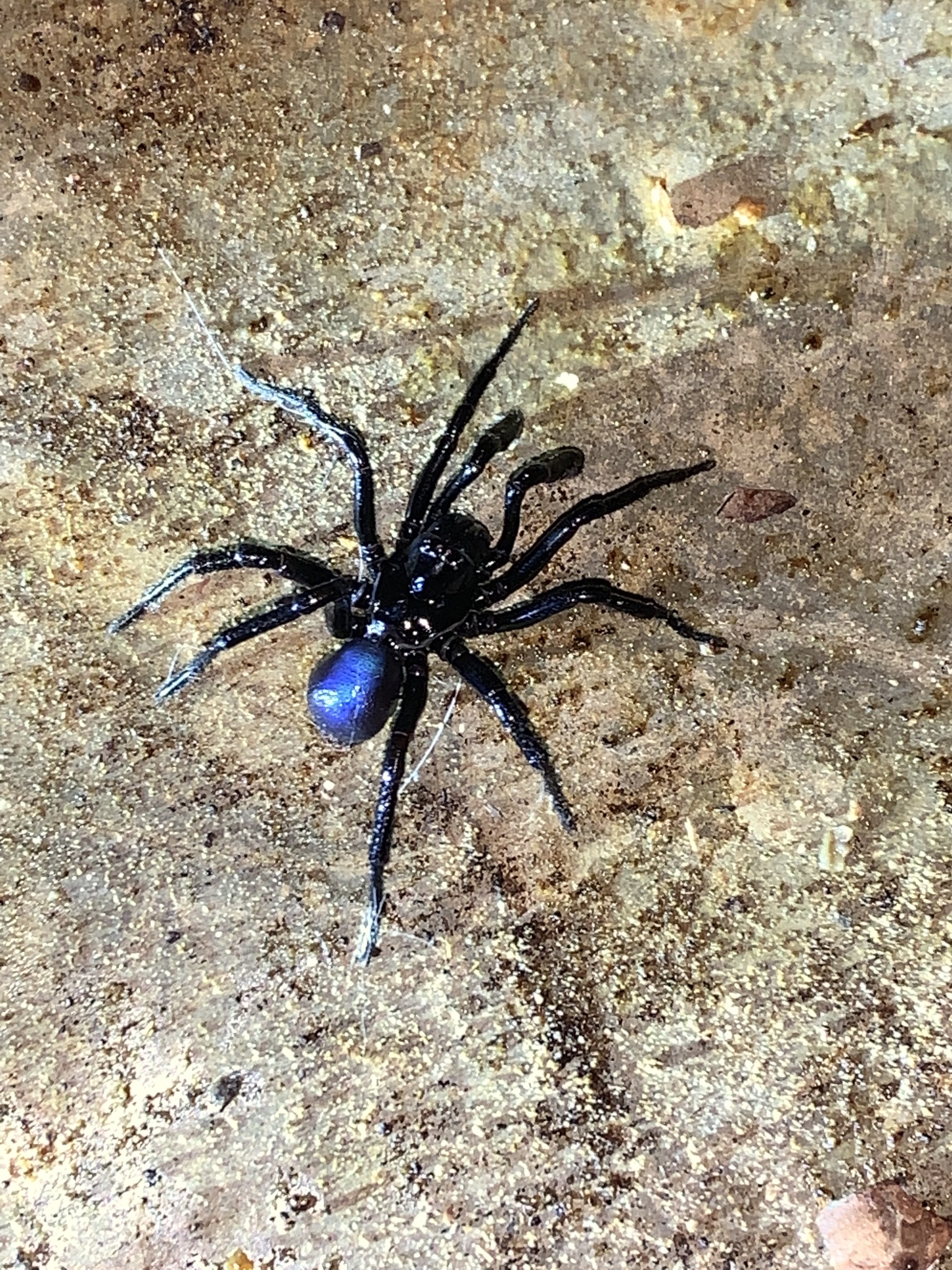Actinopus candango Miglio, Pérez-Miles & Bonaldo, 2020