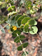 Pultenaea spinosa