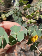 Pultenaea spinosa