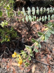 Pultenaea spinosa