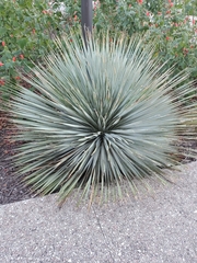 Dasylirion parryanum