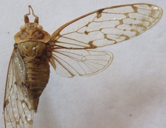 Procollina nicaraguaensis