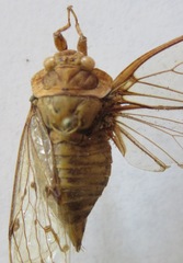 Procollina nicaraguaensis