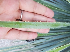 Dasylirion parryanum