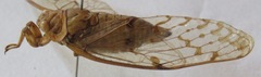 Procollina nicaraguaensis
