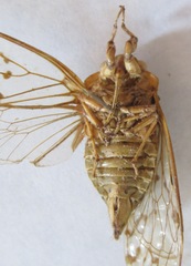 Procollina nicaraguaensis
