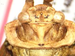 Procollina nicaraguaensis