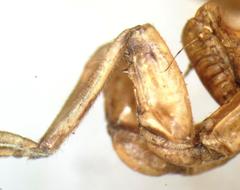Procollina nicaraguaensis