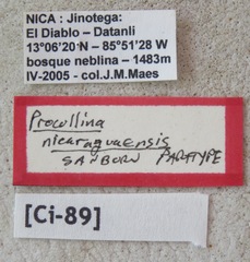 Procollina nicaraguaensis
