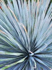 Dasylirion parryanum