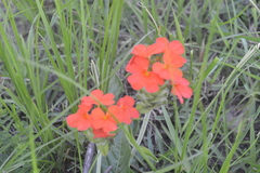 Crossandra greenstockii