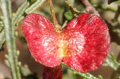 Dodonaea lobulata