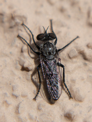 Backomyia