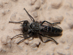 Backomyia