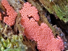 Arcyria ferruginea