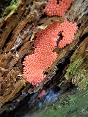 Arcyria ferruginea