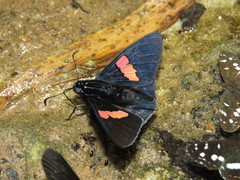 Mimoniades nurscia