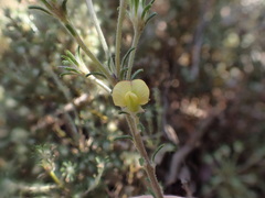 Phyllota pleurandroides