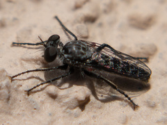Backomyia
