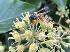 Vespula vulgaris