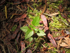 Ageratina gracilis