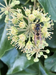 Vespula vulgaris