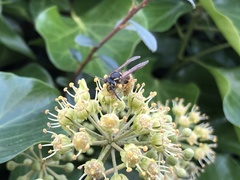 Vespula vulgaris