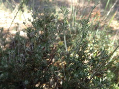 Phyllota pleurandroides