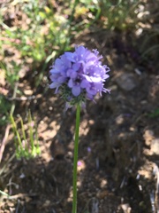 Gilia capitata abrotanifolia