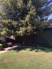 Sequoia sempervirens